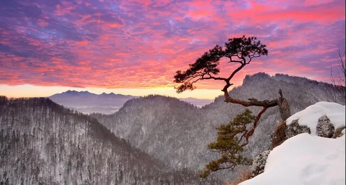 Framed Print : Alone single pine tree at Sokolica cliff Pieniny National Park at sunset, Poland Framed Print : Alone single pine tree at Sokolica cliff Pieniny National Park at sunset, Poland