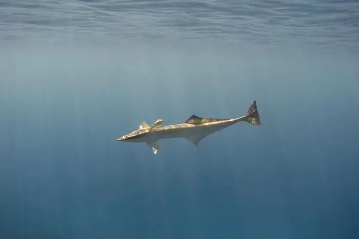 Framed Print : A single remora fish in the blue sea Framed Print : A single remora fish in the blue sea