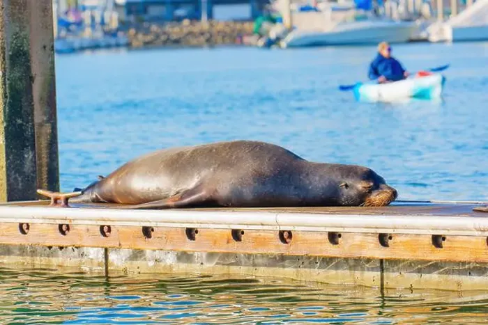 Framed Print : Single sea lion relaxing peacefully on a sunlit dock in Oceanside, California Framed Print : Single sea lion relaxing peacefully on a sunlit dock in Oceanside, California