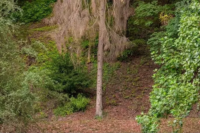 Framed Print : Single sick conifer in a mixed forest in Germany Framed Print : Single sick conifer in a mixed forest in Germany