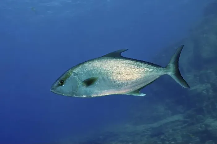 Framed Print : A single silver fish, eye-stripe amberjack (Seriola rivoliana) Framed Print : A single silver fish, eye-stripe amberjack (Seriola rivoliana)