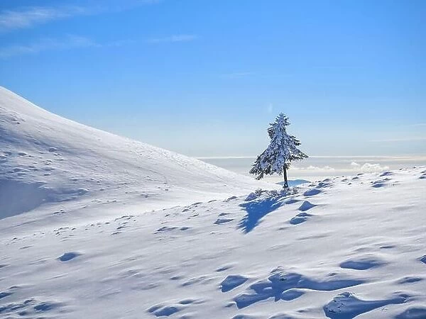 Single tree under blue sky in snow in winter bright day on a mountain. Lonely concept