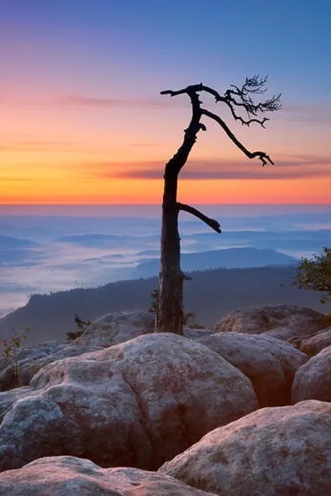 Framed Print : Single alone tree landscape at Szczeliniec Wielki Sudety Mountains at sunrise, National Park, Poland Framed Print : Single alone tree landscape at Szczeliniec Wielki Sudety Mountains at sunrise, National Park, Poland