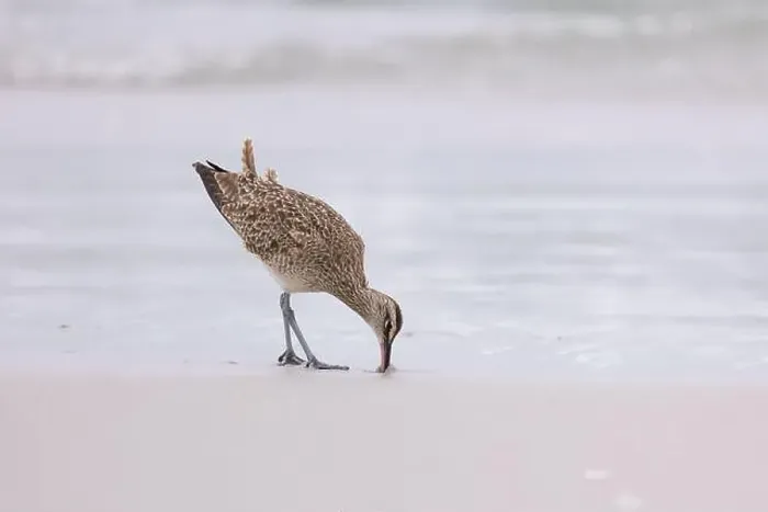 Framed Print : A single Whimbrel (Numenius) forages in the sand on a beach at Carmel by the Sea, California. March, USA Framed Print : A single Whimbrel (Numenius) forages in the sand on a beach at Carmel by the Sea, California. March, USA