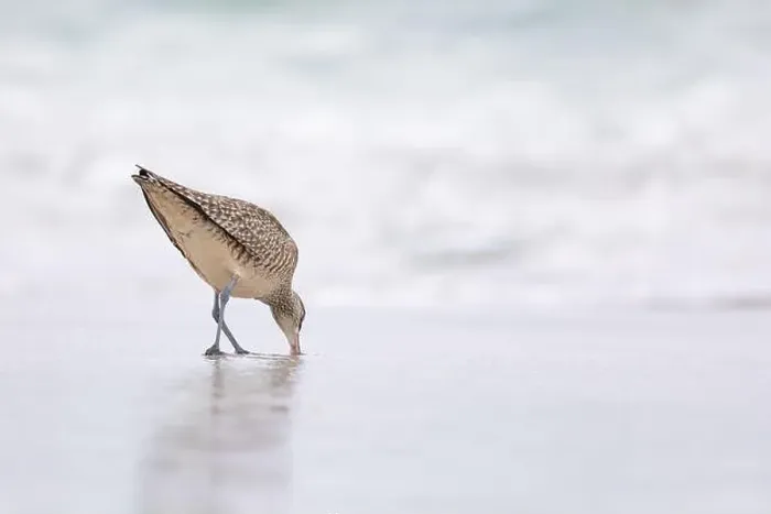 Framed Print : A single Whimbrel (Numenius) forages in the sand on a beach at Carmel by the Sea, California. March, USA Framed Print : A single Whimbrel (Numenius) forages in the sand on a beach at Carmel by the Sea, California. March, USA