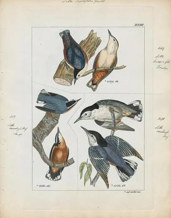 Framed Print : Sitta leucopsis, Print, The white-cheeked nuthatch (Sitta leucopsis) is a species of bird in the Sittidae family Framed Print : Sitta leucopsis, Print, The white-cheeked nuthatch (Sitta leucopsis) is a species of bird in the Sittidae family