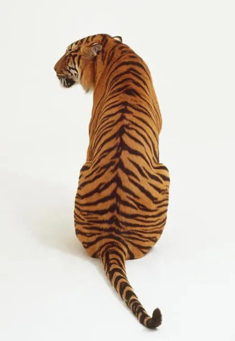 Framed Print : Sitting Tiger (Panthera tigris) looking sideways, rear view Framed Print : Sitting Tiger (Panthera tigris) looking sideways, rear view