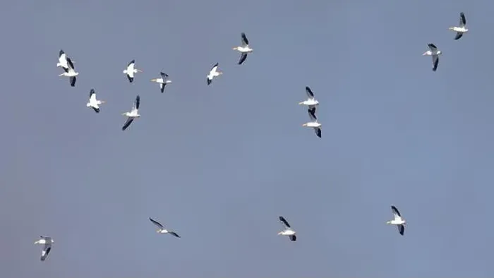 Framed Print : Sixteen American White Pelicans (Pelecanus erythrorhynchos) flying with a blue sky Framed Print : Sixteen American White Pelicans (Pelecanus erythrorhynchos) flying with a blue sky
