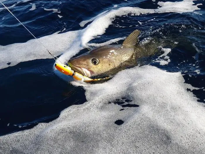 Framed Print : A sizeable Atlantic skrei cod fighting in the water caught with softball jig on a sunny March day in Finnmark, Norway Framed Print : A sizeable Atlantic skrei cod fighting in the water caught with softball jig on a sunny March day in Finnmark, Norway