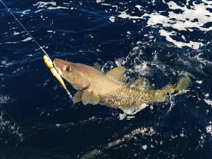 Framed Print : A sizeable Atlantic skrei cod fighting in the water caught with softball jig on a sunny March day in Finnmark, Norway Framed Print : A sizeable Atlantic skrei cod fighting in the water caught with softball jig on a sunny March day in Finnmark, Norway