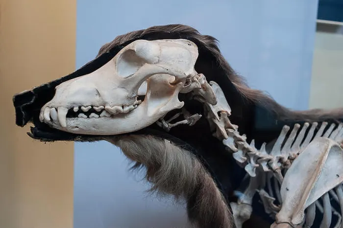 Framed Print : Skeleton of modern dog Canis lupus familiaris, Canidae Framed Print : Skeleton of modern dog Canis lupus familiaris, Canidae