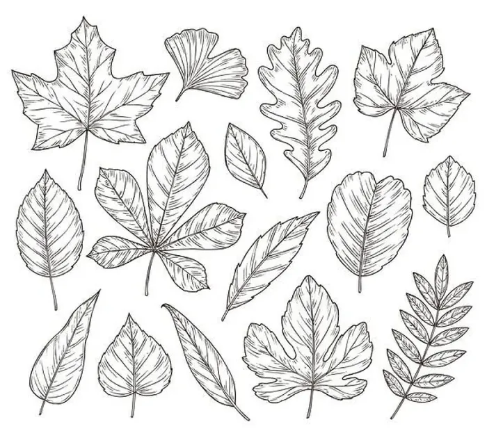 Framed Print : Sketch autumn leaves. Fall leaf Framed Print : Sketch autumn leaves. Fall leaf
