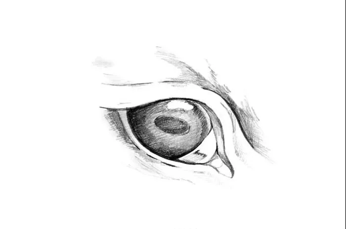 Framed Print : Sketch of tattoo art, animal eyes Framed Print : Sketch of tattoo art, animal eyes