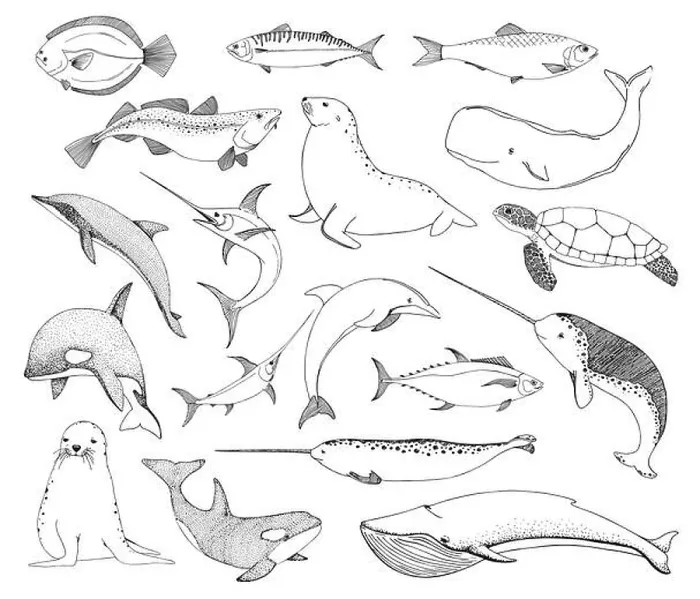 Framed Print : Sketch various sea creatures. Turtle whale walrus, dolphin and others. Vector Framed Print : Sketch various sea creatures. Turtle whale walrus, dolphin and others. Vector