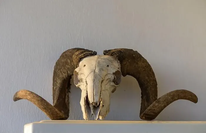 Framed Print : Skull of a ram. The head of a dead animal Framed Print : Skull of a ram. The head of a dead animal