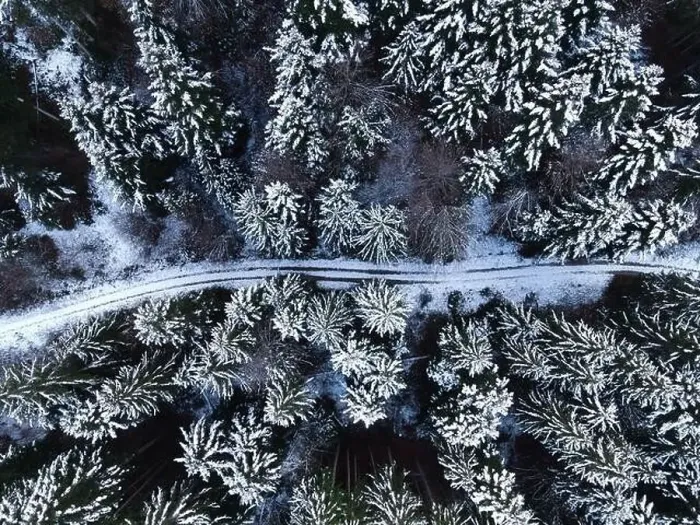 Framed Print : sky view on snow covered trees in the forest Framed Print : sky view on snow covered trees in the forest
