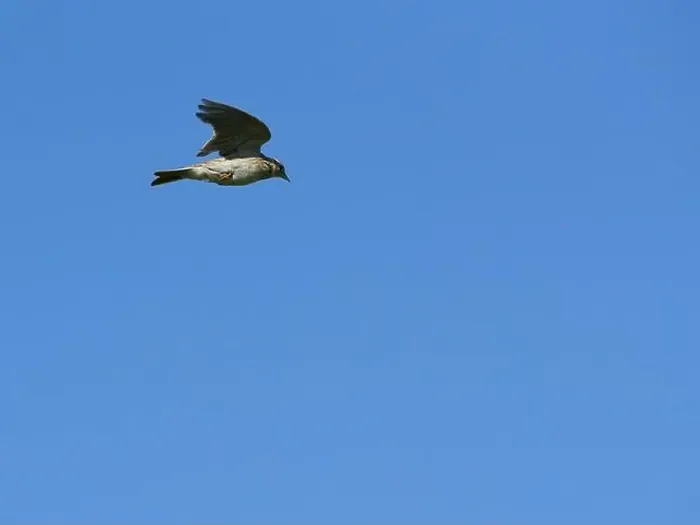 Framed Print : Skylark in mid air singing as it climbs vertically - The Lark Ascending Framed Print : Skylark in mid air singing as it climbs vertically - The Lark Ascending