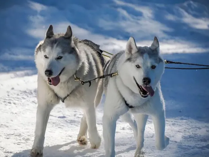Framed Print : Sled dog with husky dogs running in snow mountains white background in dolomites in winter
