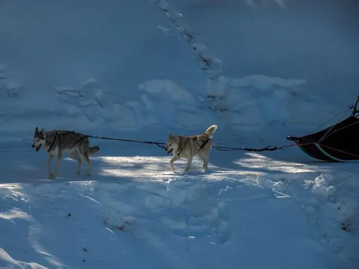 Framed Print : Sled dog with husky dogs running in snow mountains white background in dolomites in winter