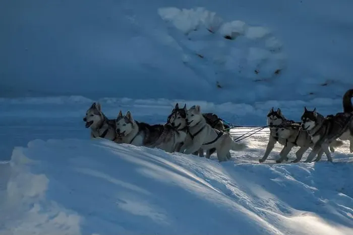 Framed Print : Sled dog with husky dogs running in snow mountains white background in dolomites in winter Framed Print : Sled dog with husky dogs running in snow mountains white background in dolomites in winter