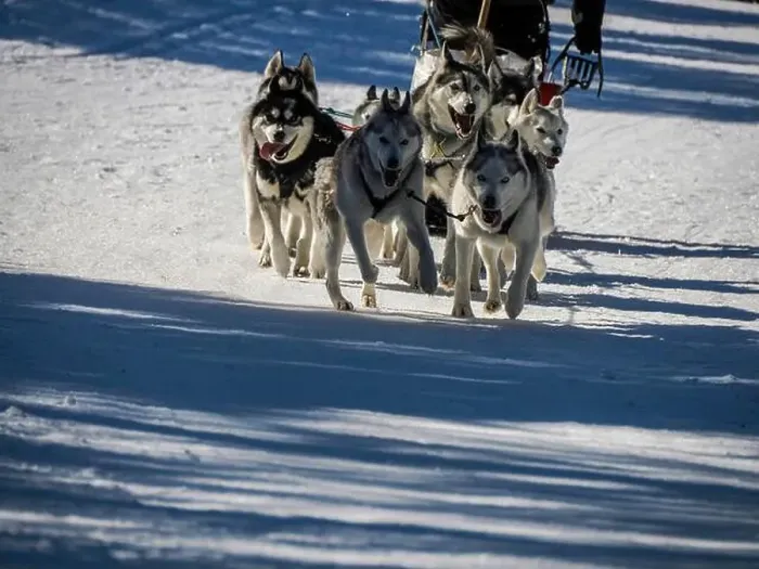 Framed Print : Sled dog with husky dogs running in snow mountains white background in dolomites in winter Framed Print : Sled dog with husky dogs running in snow mountains white background in dolomites in winter