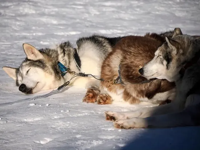 Framed Print : sled dog husky on the snow close up Framed Print : sled dog husky on the snow close up