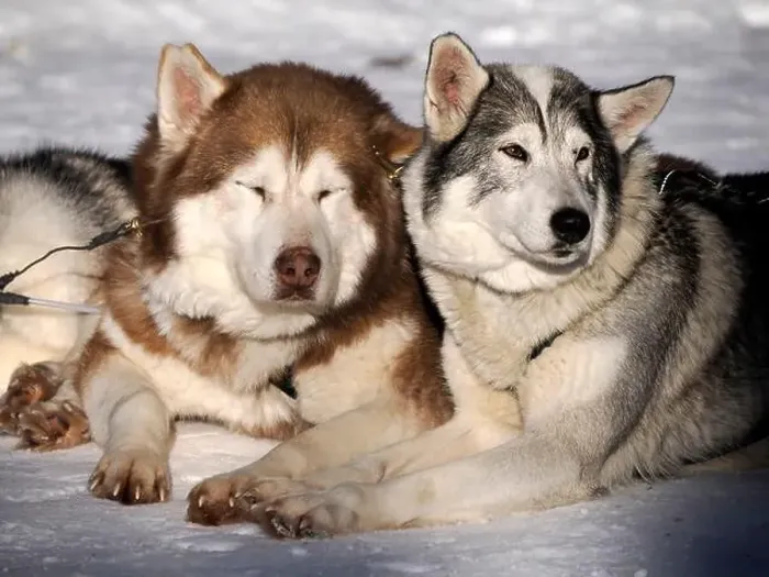 Framed Print : sled dog husky on the snow close up Framed Print : sled dog husky on the snow close up