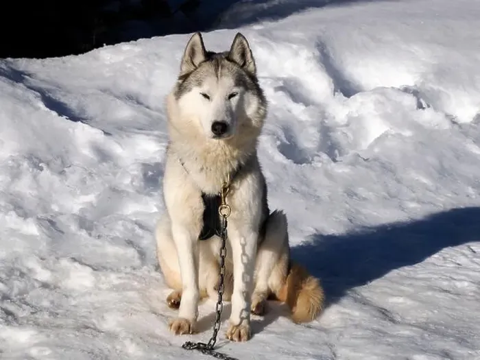 Framed Print : sled dog husky on the snow close up looking at you Framed Print : sled dog husky on the snow close up looking at you