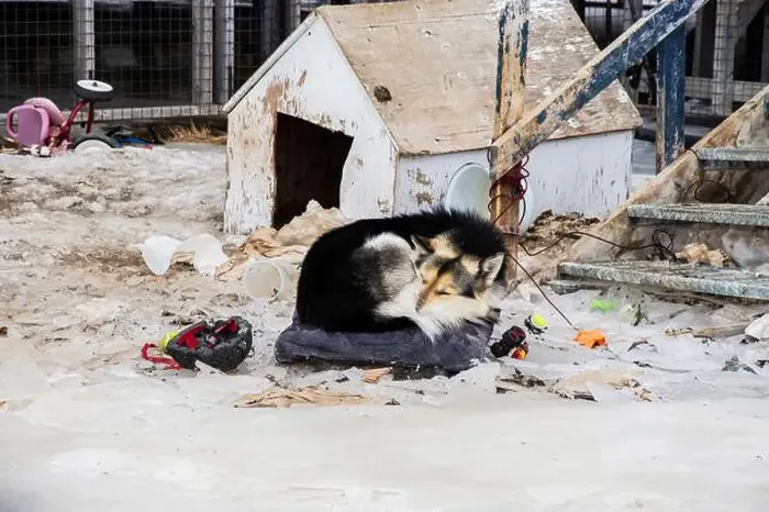 Framed Print : Sled dog sleeping in the snow on Sinaa Street in Iqaluit, Nunavut, Canada Framed Print : Sled dog sleeping in the snow on Sinaa Street in Iqaluit, Nunavut, Canada