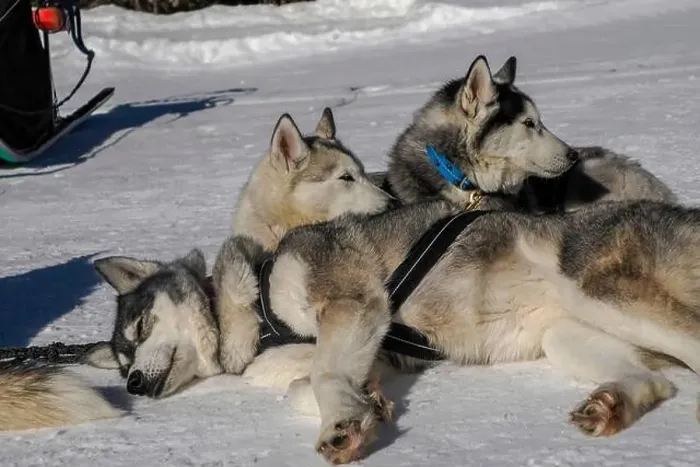 Framed Print : Sleddog with husky dogs resting in snow mountains white background in dolomites on sunny day Framed Print : Sleddog with husky dogs resting in snow mountains white background in dolomites on sunny day