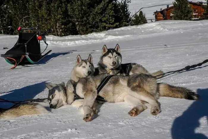 Framed Print : Sleddog with husky dogs resting in snow mountains white background in dolomites on sunny day Framed Print : Sleddog with husky dogs resting in snow mountains white background in dolomites on sunny day