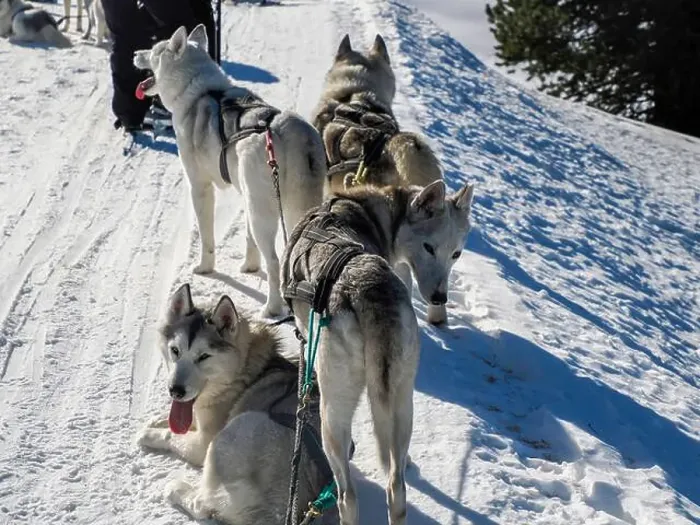 Framed Print : Sleddog with husky dogs in snow mountains white background in dolomites on sunny day Framed Print : Sleddog with husky dogs in snow mountains white background in dolomites on sunny day