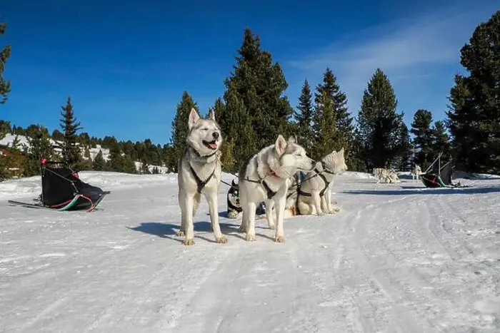 Framed Print : Sleddog with husky dogs in snow mountains white background in dolomites on sunny day Framed Print : Sleddog with husky dogs in snow mountains white background in dolomites on sunny day