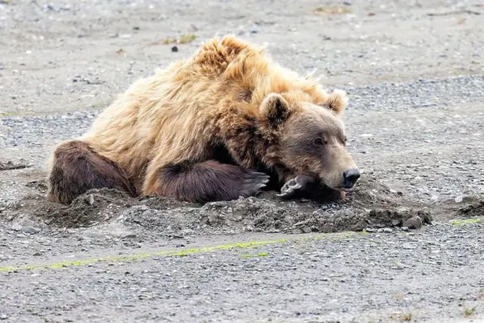 Framed Print : Sleeping Coastal Brown Bear - Brown Bear Bay, Chinitna Bay, near Lake Clark National Park and Preserve, Alaska Framed Print : Sleeping Coastal Brown Bear - Brown Bear Bay, Chinitna Bay, near Lake Clark National Park and Preserve, Alaska
