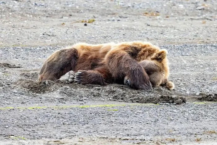 Framed Print : Sleeping Coastal Brown Bear - Brown Bear Bay, Chinitna Bay, near Lake Clark National Park and Preserve, Alaska