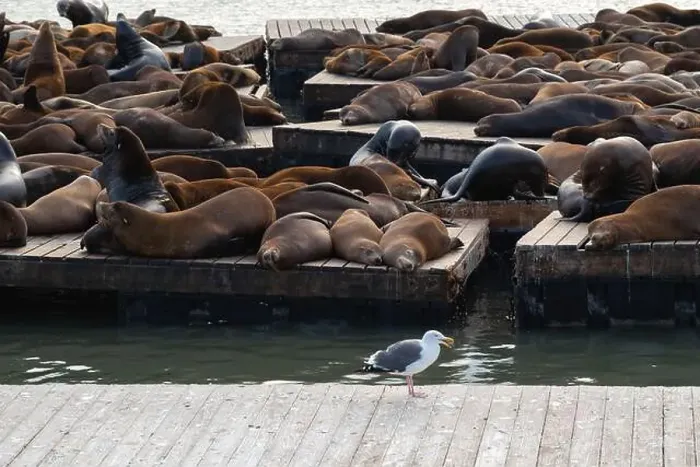 Framed Print : Sleeping Sea lions on the pier, San Francisco, California, USA