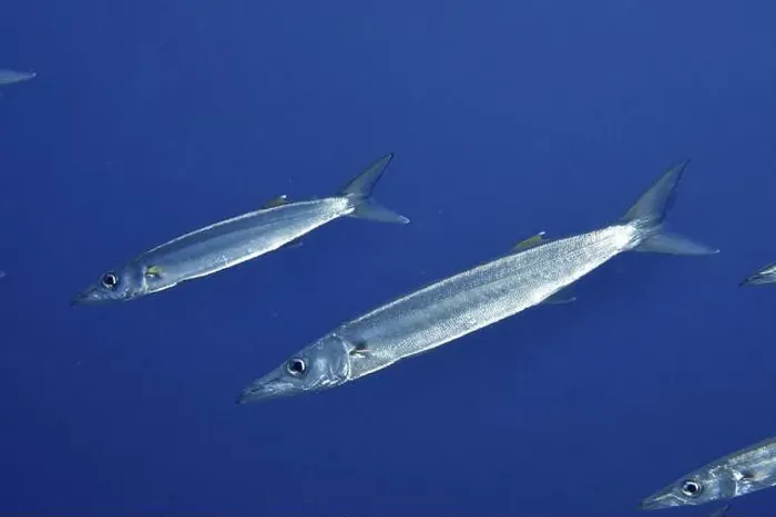 Framed Print : Slender bigeye barracudas (Sphyraena forsteri) glide calmly through the blue ocean water Framed Print : Slender bigeye barracudas (Sphyraena forsteri) glide calmly through the blue ocean water