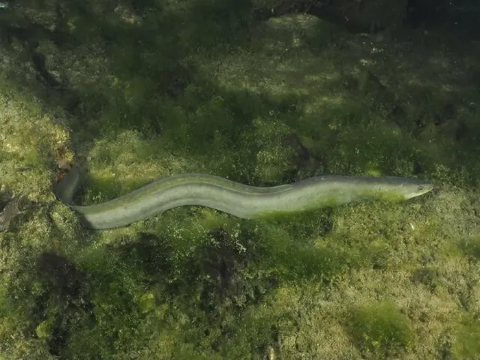 Framed Print : A slender European eel (Anguilla anguilla) meanders through green algae at night Framed Print : A slender European eel (Anguilla anguilla) meanders through green algae at night