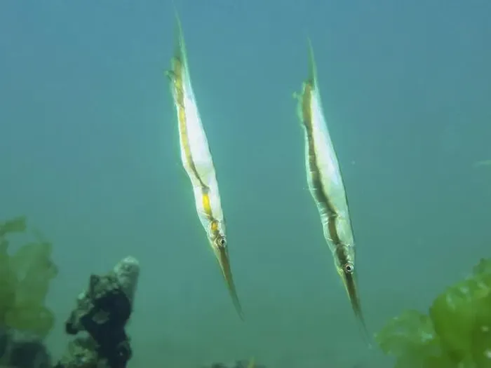 Framed Print : Two slender fish, jointed razorfish Framed Print : Two slender fish, jointed razorfish