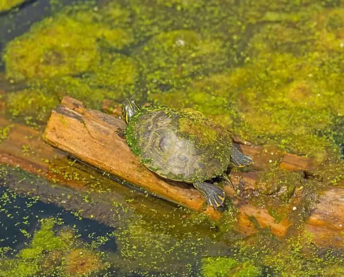 Framed Print : A Slider Turtle Sunning Itself in Brazos Bend State Park in Texas Framed Print : A Slider Turtle Sunning Itself in Brazos Bend State Park in Texas