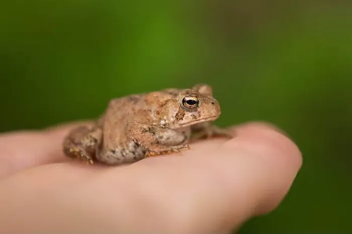 Framed Print : A Small American Toad on Someone's Hand Framed Print : A Small American Toad on Someone's Hand