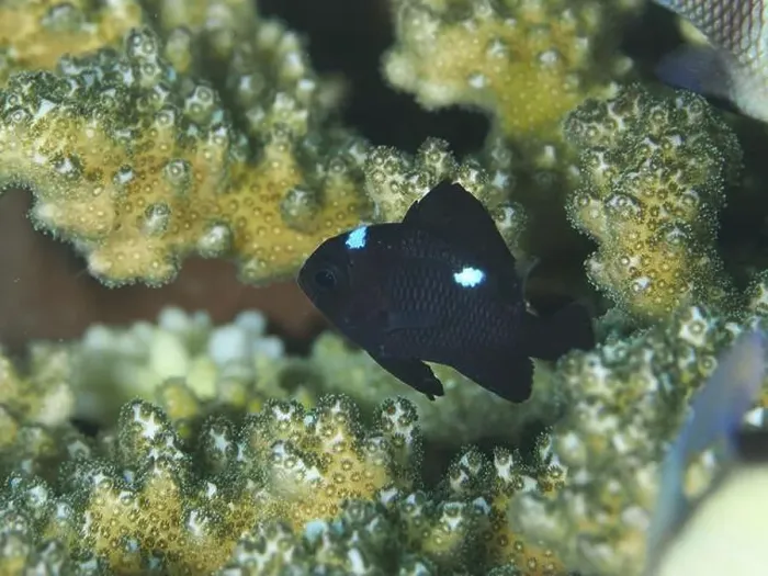 Framed Print : A small black fish with blue spots Framed Print : A small black fish with blue spots