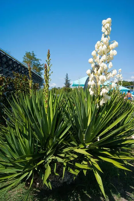 Framed Print : Small blooming palm tree - blue agave with a huge torch of white large flowers against a clear blue sky Framed Print : Small blooming palm tree - blue agave with a huge torch of white large flowers against a clear blue sky