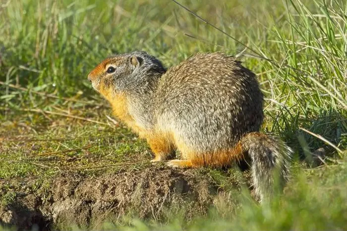 Framed Print : A small Columbian Ground Squirrel sits next to its burrow at the Turnbull Wildlife Refuge near Cheney, Washington Framed Print : A small Columbian Ground Squirrel sits next to its burrow at the Turnbull Wildlife Refuge near Cheney, Washington