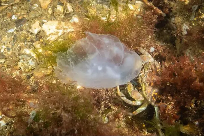 Framed Print : a small crab eating a moon jelly jellyfish on the seabed in the Netherlands Framed Print : a small crab eating a moon jelly jellyfish on the seabed in the Netherlands