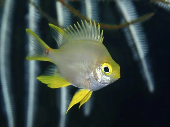 Framed Print : A small fish with yellow fins, Golden damselfish (Amblyglyphidodon aureus) Framed Print : A small fish with yellow fins, Golden damselfish (Amblyglyphidodon aureus)