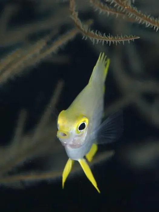 Framed Print : Small fish with yellow head, Golden damselfish (Amblyglyphidodon aureus) juvenile Framed Print : Small fish with yellow head, Golden damselfish (Amblyglyphidodon aureus) juvenile