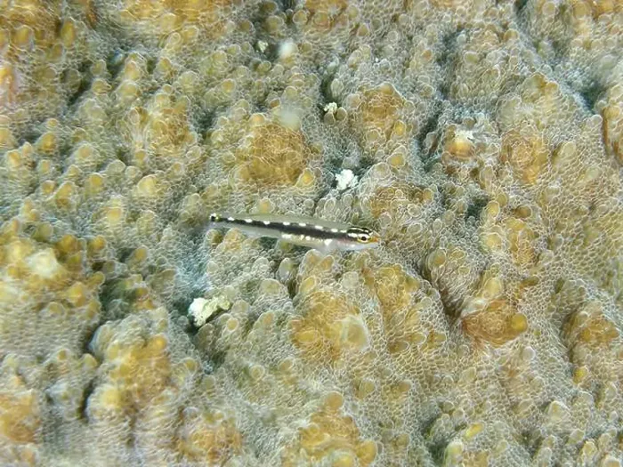 Framed Print : A small fish, yellow spotted dwarf goby (Eviota sebreei) on a stony coral Framed Print : A small fish, yellow spotted dwarf goby (Eviota sebreei) on a stony coral