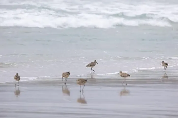 Framed Print : A small flock of Whimbrel (Numenius) forage in the surf on a sandy beach at Carmel by the Sea, California. March, USA Framed Print : A small flock of Whimbrel (Numenius) forage in the surf on a sandy beach at Carmel by the Sea, California. March, USA