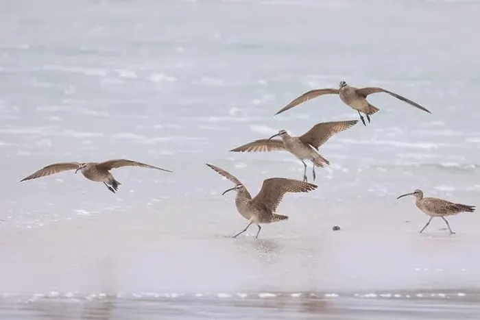 Framed Print : A small flock of Whimbrel (Numenius) take off and land on sandy beach Carmel by the Sea, California. March, USA